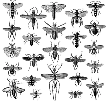 Flyvende insekter vægoverføringsbillede - TenStickers