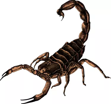 Skorpion illustration insekt væg klistermærke - TenStickers