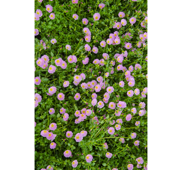 Polske blomster vindue mærkat - TenStickers