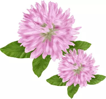 To smukke nelliker blomst væg dekoration - TenStickers