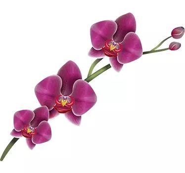 Klistermærke med orkidéblomster - TenStickers