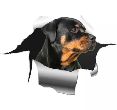 Rottweiler i hul klistermærke til bil - TenStickers
