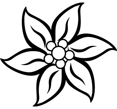 Edelweiss blomster klistermærke - TenStickers