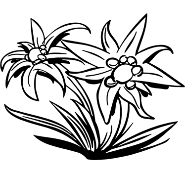 Edelweiss blomstermærkat - TenStickers