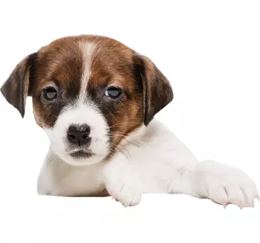 Hunden kigger wallsticker - TenStickers