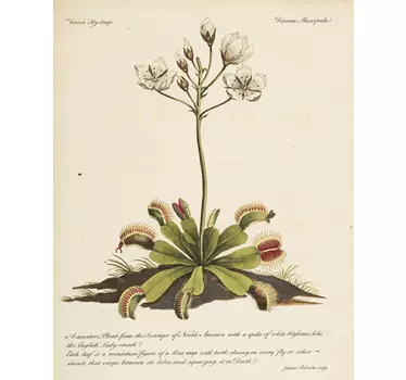 Wallstickers blomster antik botanisk plante - TenStickers