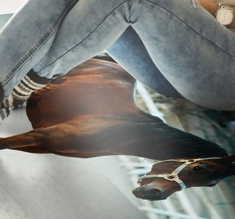 Majestætisk hesteportræt vinyltæpper med dyr - TenStickers