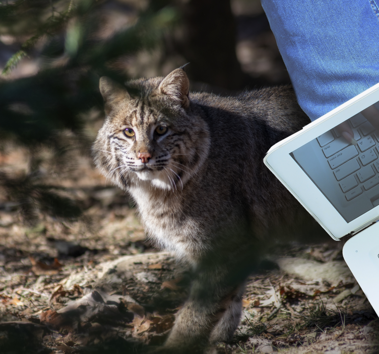 Vildkattescene vinyltæpper med dyr - TenStickers