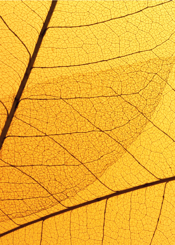 Botanisk bladdesign vinyl tæppe gul - TenStickers