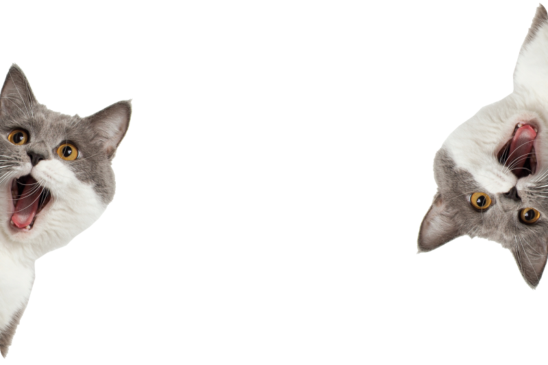 Vinyltæpper med dyr kat der spionerer på hvid baggrund - TenStickers