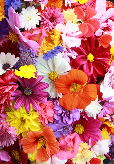 Blomster og planter vinyltæppe med mange farverige blomster - TenStickers