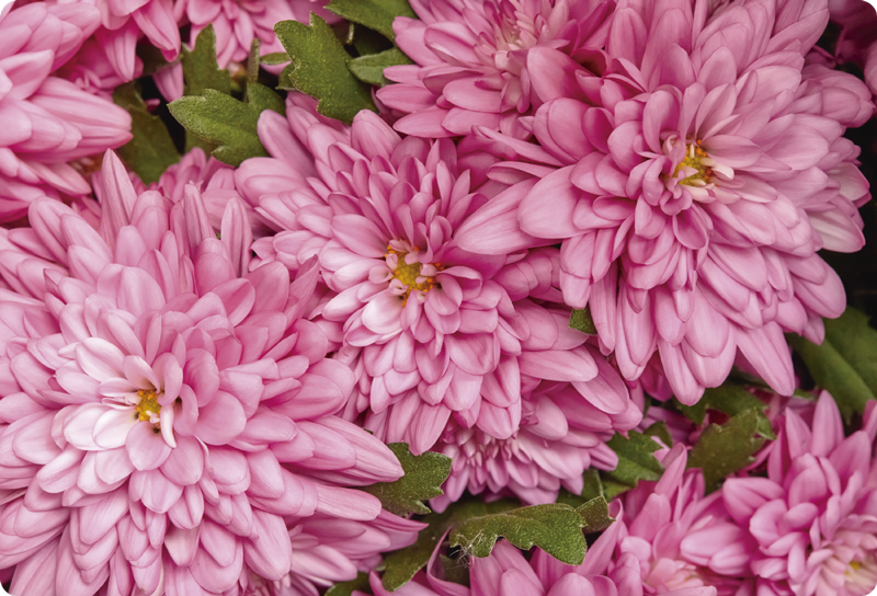 Blomster og planter vinyltæppe i pink blomsterforår - TenStickers