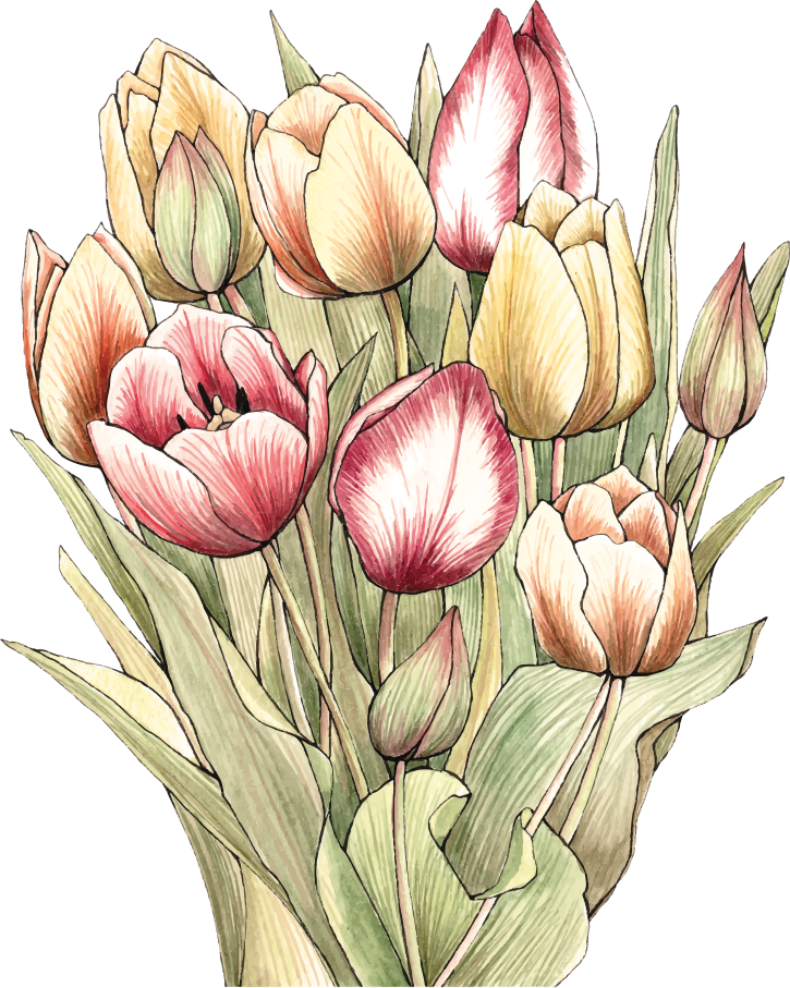 Blomster og planter vinyltæppe farverigt tulipan bouquet - TenStickers