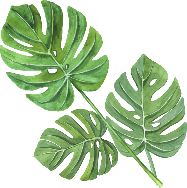 Blomster og planter vinyltæppe monstera akvarelblade - TenStickers