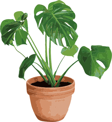 Blomster og planter vinyltæppe enkel monstera pot - TenStickers