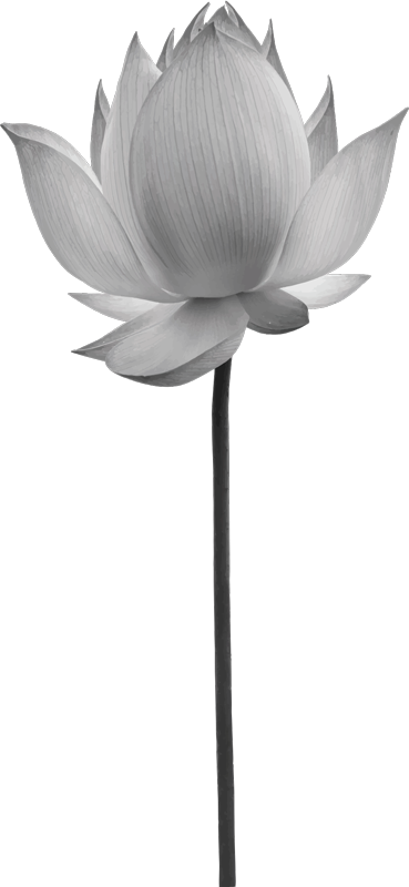 Vinyltæppe til soveværelse lotus ensom blomst - TenStickers