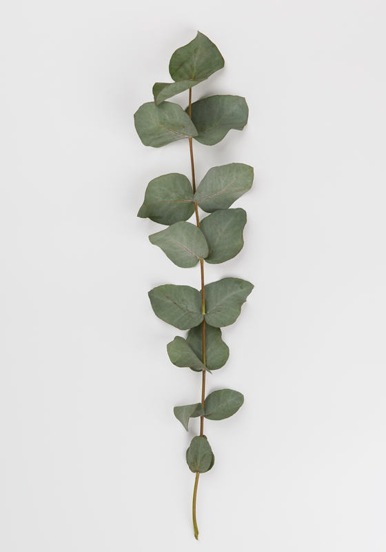 Blomster og planter vinyltæppe eukalyptusblade - TenStickers