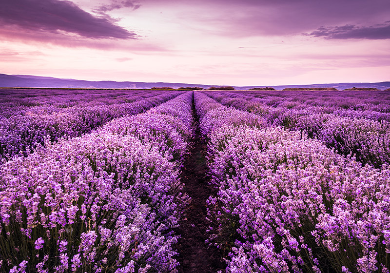 Lilla vinyl tæppe fotomurale lavendelblomster provence - TenStickers