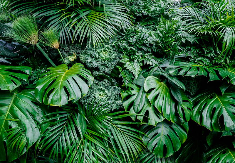 Grøn vinyl tæppe wallpaper solrig jungle - TenStickers