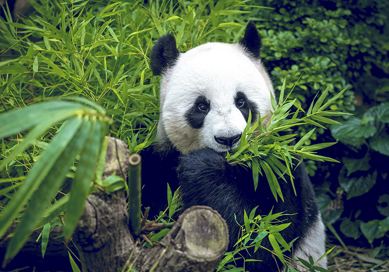 Grøn vinyl tæppe panda nuttet - TenStickers