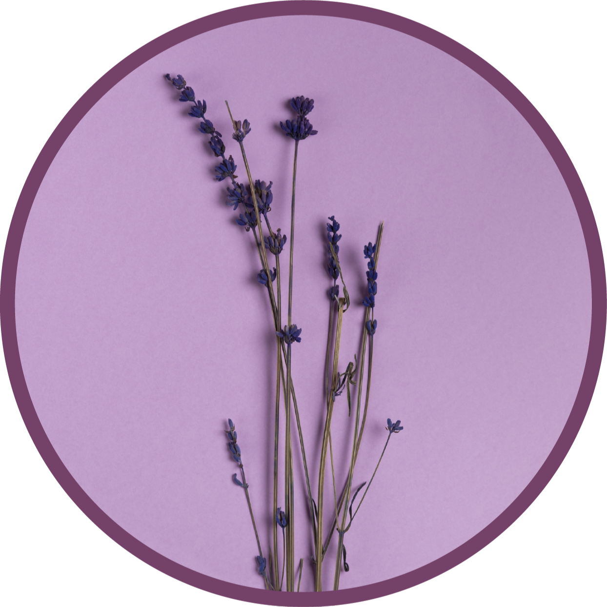 Lavendel silhuet Blomster og planter vinyltæppe - TenStickers