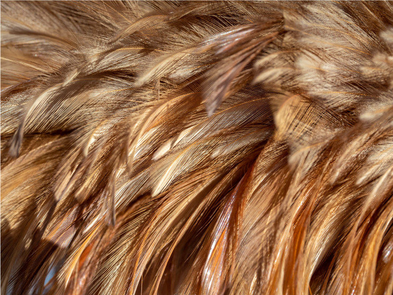 Fluffy halefjer animalsk vinyltæppe - TenStickers