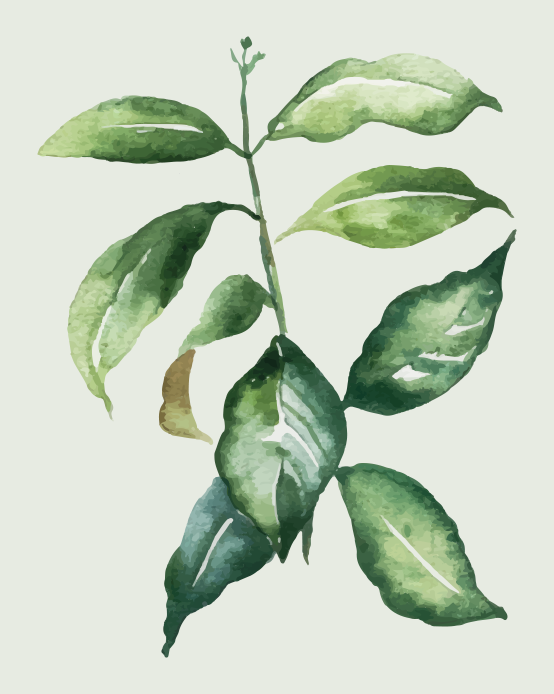 Botanisk blad illustration Blomster og planter vinyltæppe - TenStickers