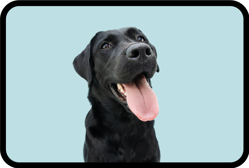 Sort labrador hund vinyltæpper med dyr - TenStickers