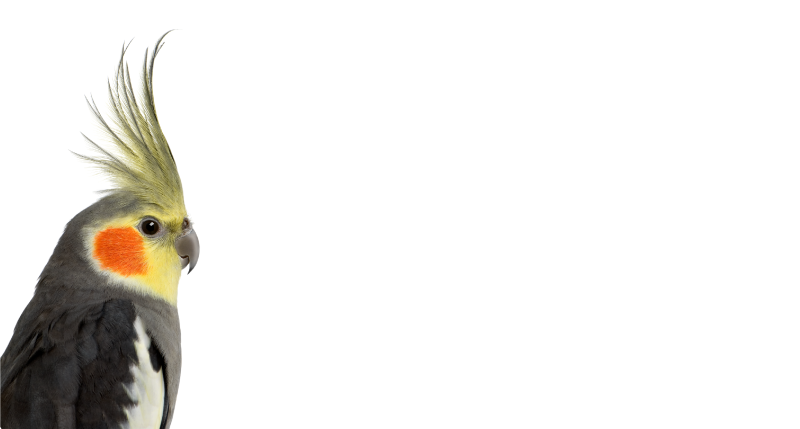 Kakadue papegøje dyretæppe - TenStickers