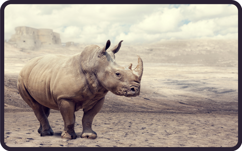 Vilde næsehorn tæppe brun og grå - TenStickers