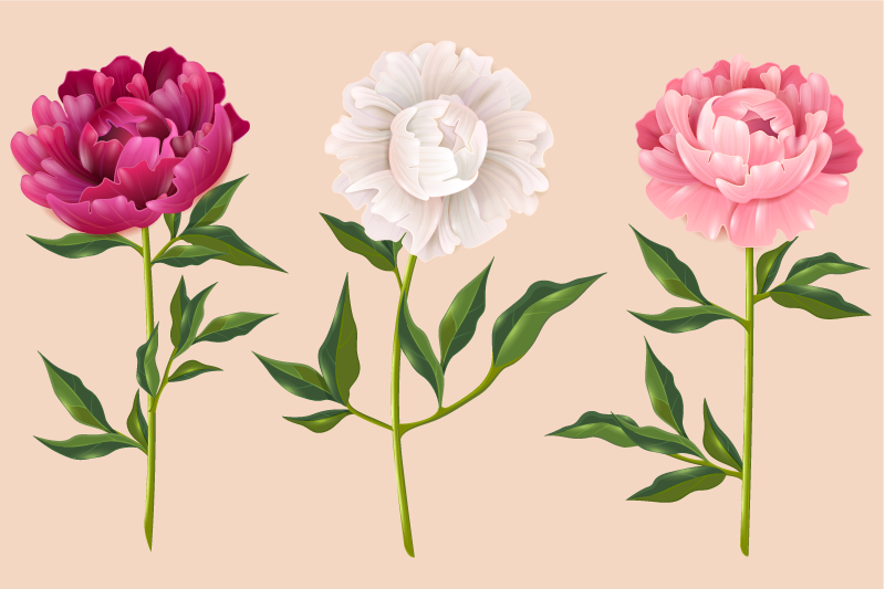 Pæon forskellige farver blomster tæppe - TenStickers