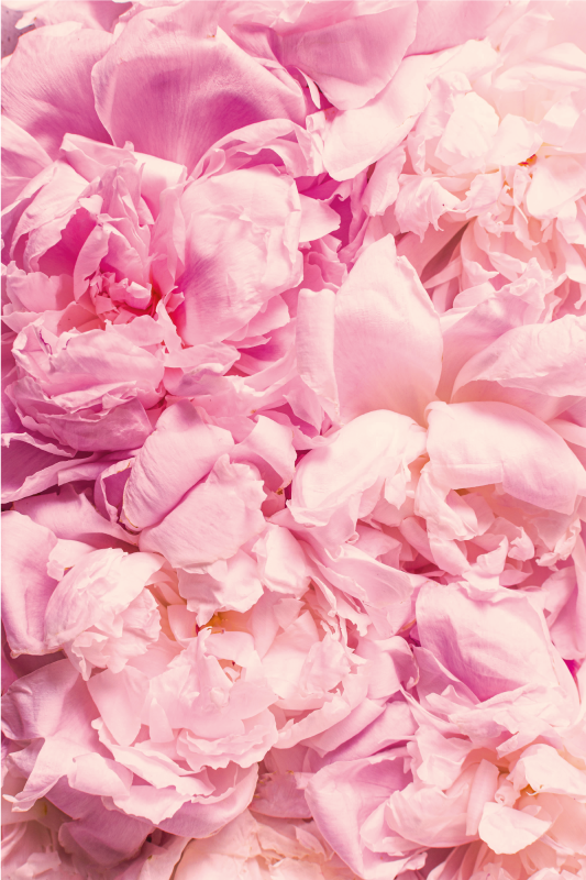 Pæon realistiske lyserøde blomster tæppe - TenStickers