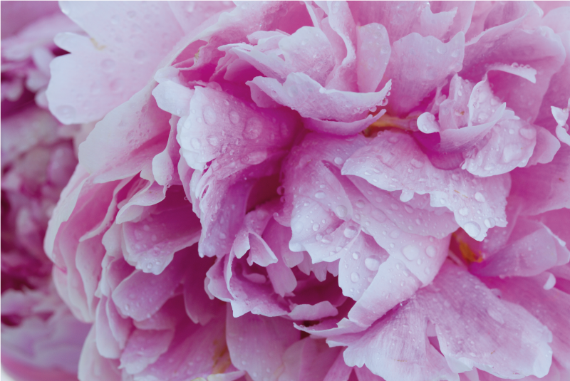 Pæon lilla baggrund blomster tæppe - TenStickers