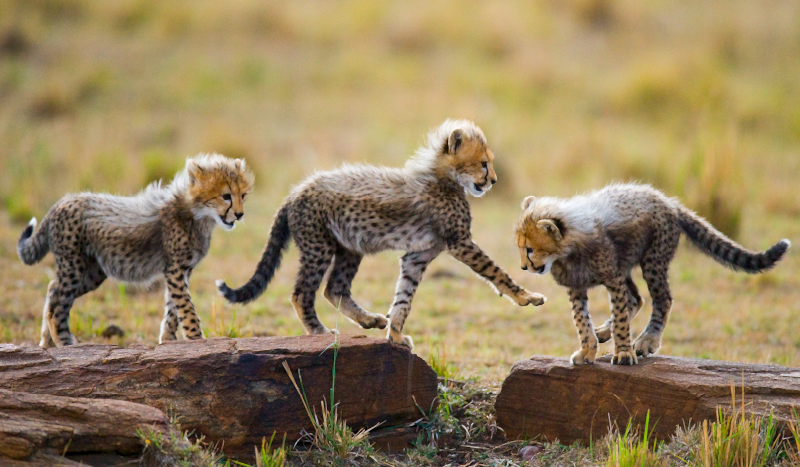 Dyr søde cheetah unger dyre tæppe - TenStickers