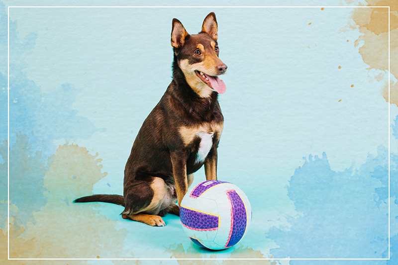 Hundevolleyball dyre tæppe - TenStickers