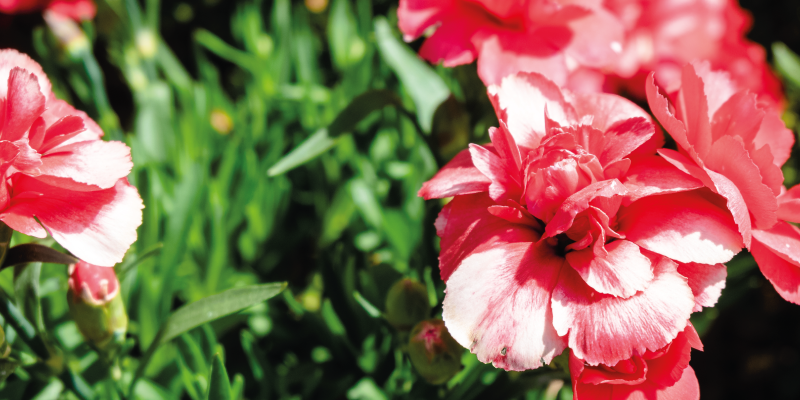 Blomster og planter vinyltæppe lyserøde blomster og græs - TenStickers