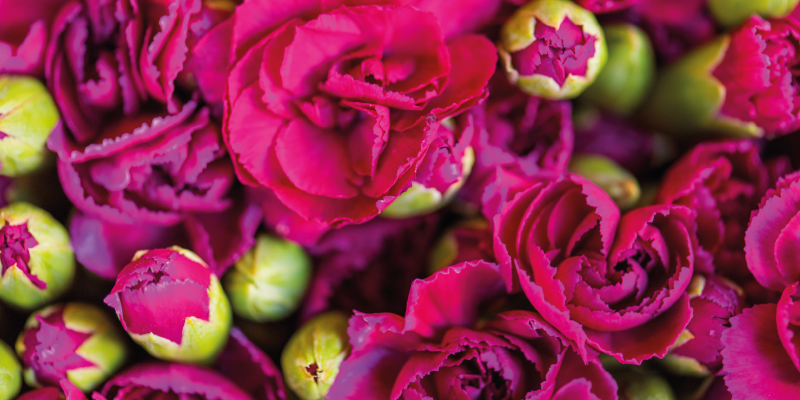 Blomster og planter vinyltæppe med sprudlende blomster - TenStickers