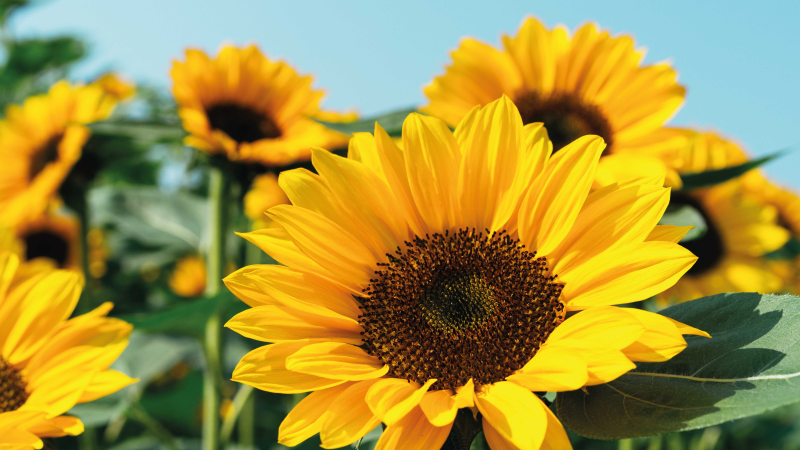 Lyst solsikkedesign Blomster og planter vinyltæppe - TenStickers