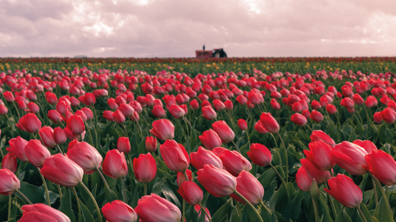 Rød lyserød tulipan felt blomster vinyl tæppe - TenStickers