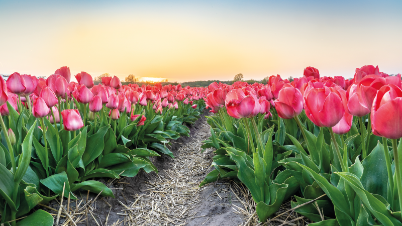 Tulipanmarksperspektiv Blomster og planter vinyltæppe - TenStickers