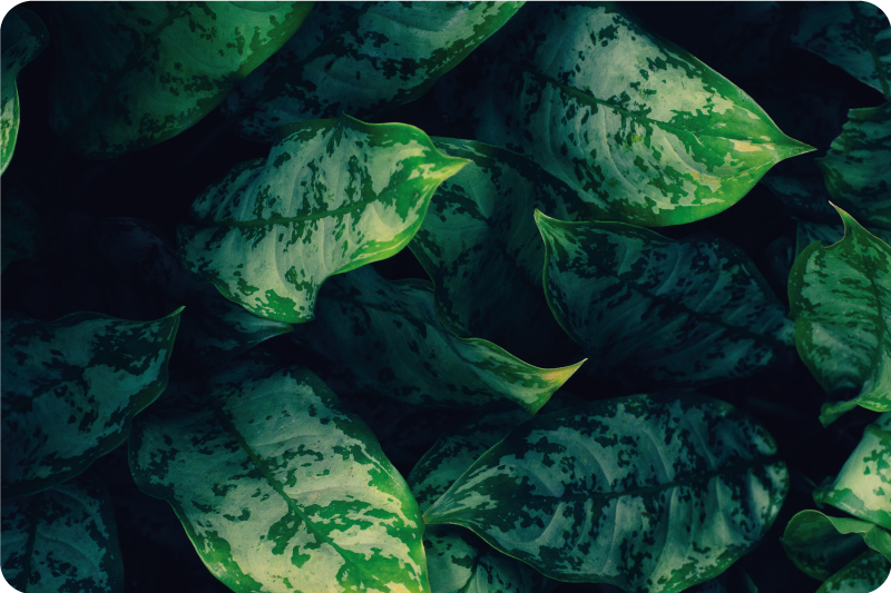 Livlige grønne blade natur vinyl tæppe - TenStickers