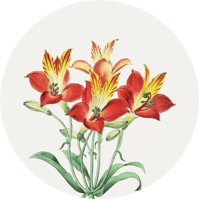 Blomster og planter vinyltæppe livlige røde blomster - TenStickers
