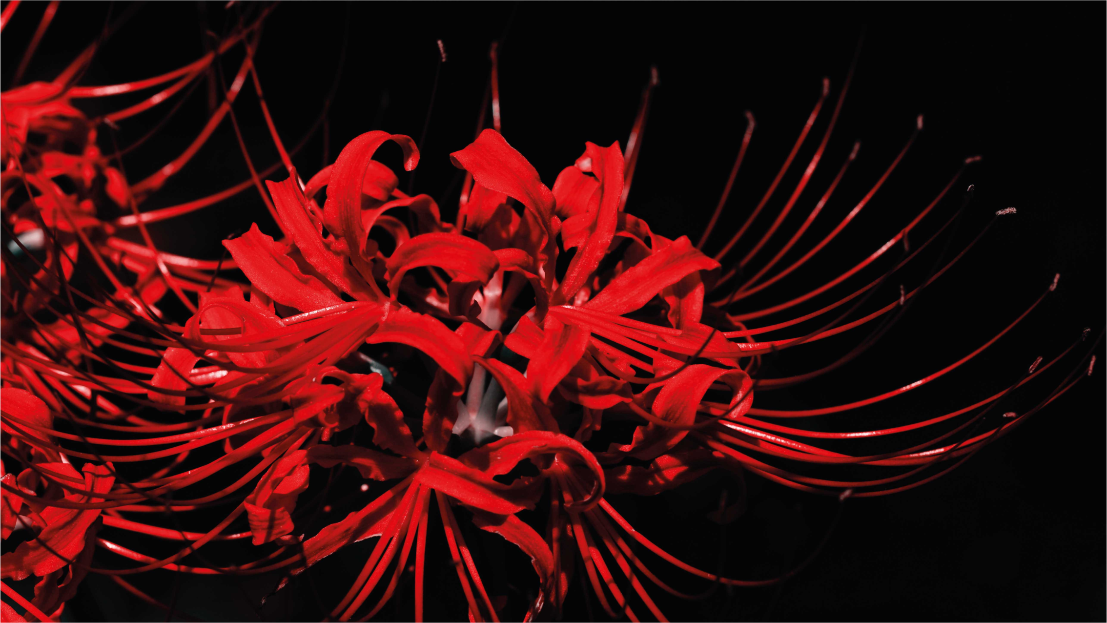 Rød blomsterudbrud Blomster og planter vinyltæppe - TenStickers