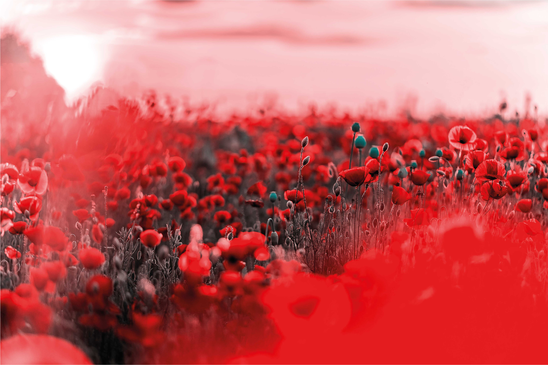 Rød blomsterscene Blomster og planter vinyltæppe - TenStickers