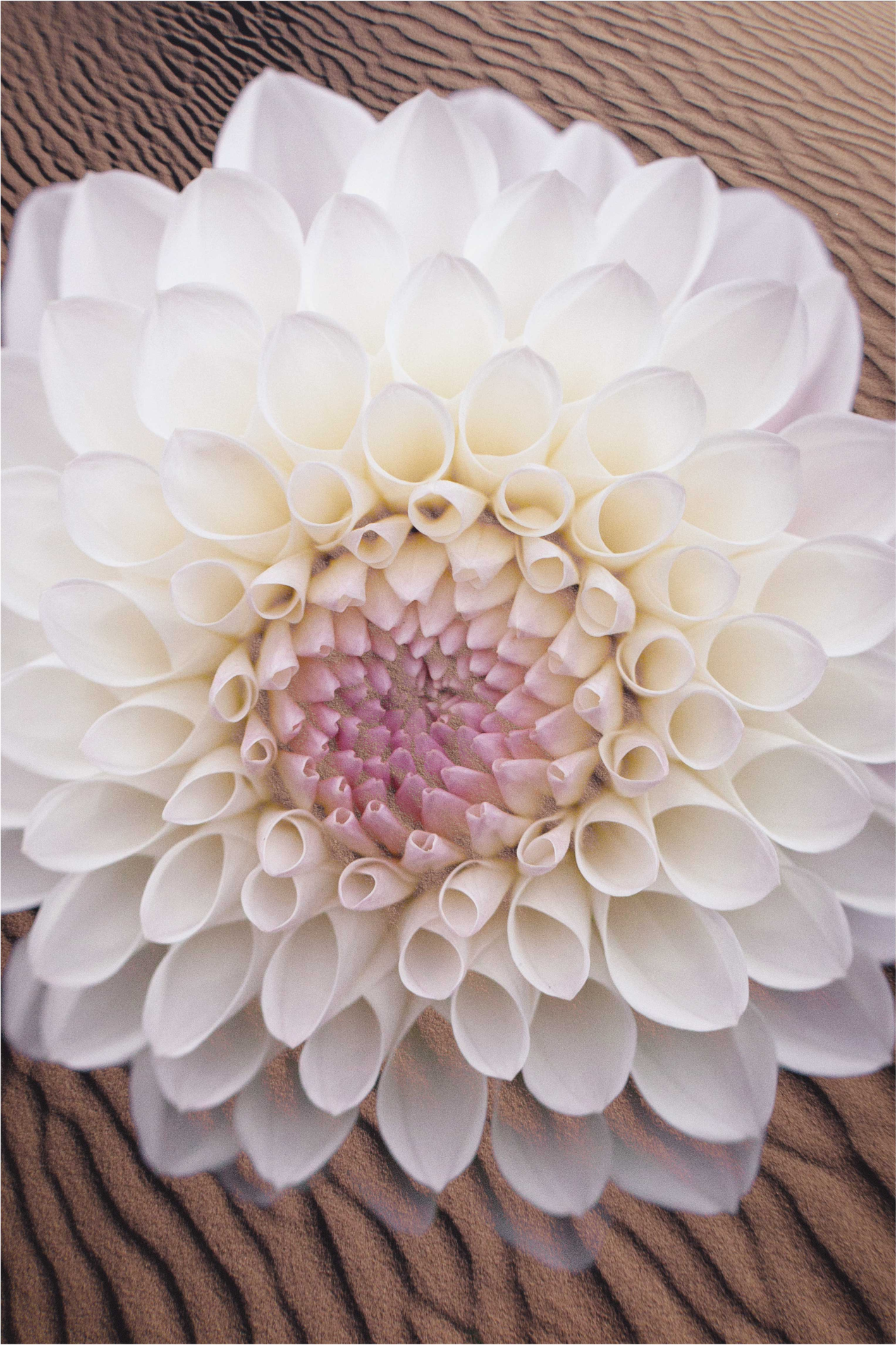 Yndefuld blomsterkomposition Blomster og planter vinyltæppe - TenStickers