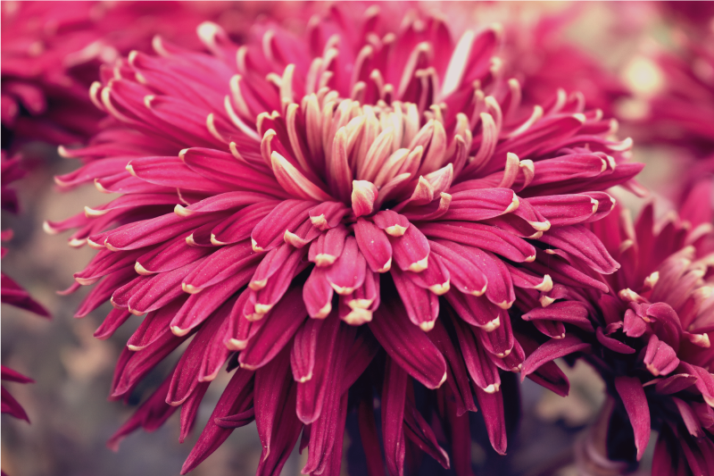 Store blomster design blomster tæppe - TenStickers