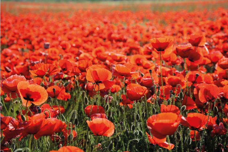 Livlige røde valmuer Blomster og planter vinyltæppe - TenStickers