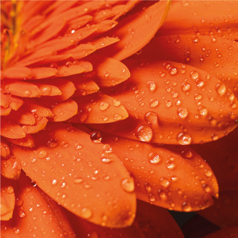 Orange blomst i nærbillede blomster tæppe - TenStickers