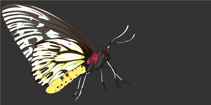 Sommerfuglebilleder natur vinyl tæppe - TenStickers