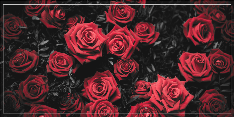 S / s sød buket af røde roser blomstertæppe - TenStickers